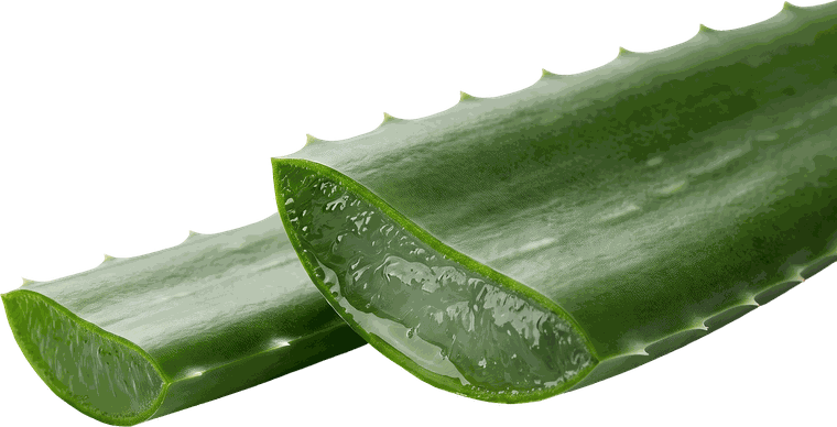 Sábila